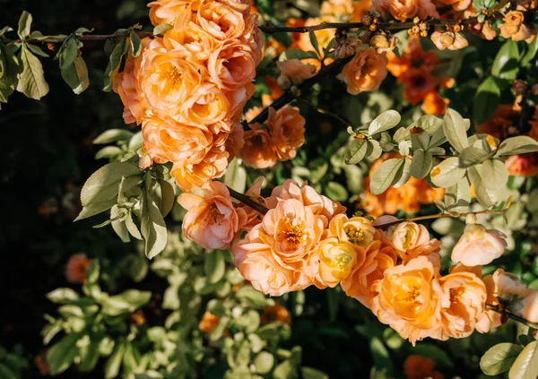 Beautiful Chaenomeles Speciosa Sweet Nakai known also as Chinese Quince — Stock Photo, Image