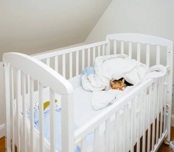 View Lonely Tabby Cat Sleeping Child Crib Nursery Bed While — Stock Photo, Image