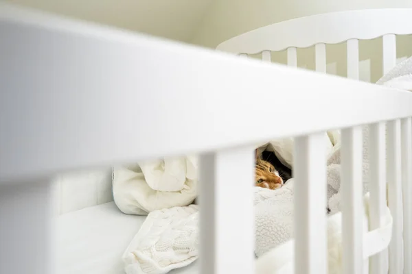 Pensive Opens Eyes Lonely Tabby Cat Preparing Sleep Child Crib — Stock Photo, Image