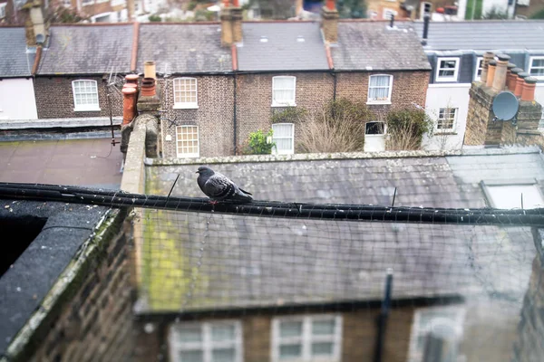 Paloma en el cable por encima de múltiples residencias casas Londres Reino Unido —  Fotos de Stock