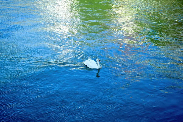 天鹅在清澈的伊利诺斯河上 — 图库照片