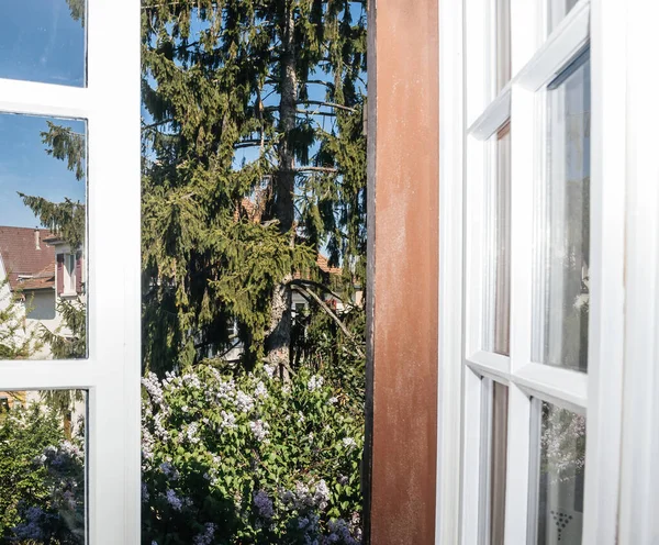 Window in old castle with an impressive view over lilac and large fir tree — Stock Photo, Image