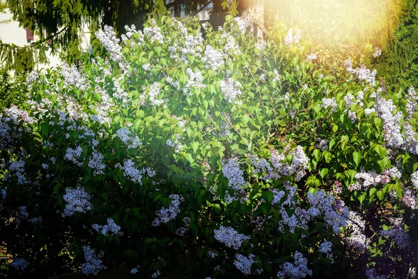 Вид свежего весеннего цветка сирени в цвету — стоковое фото