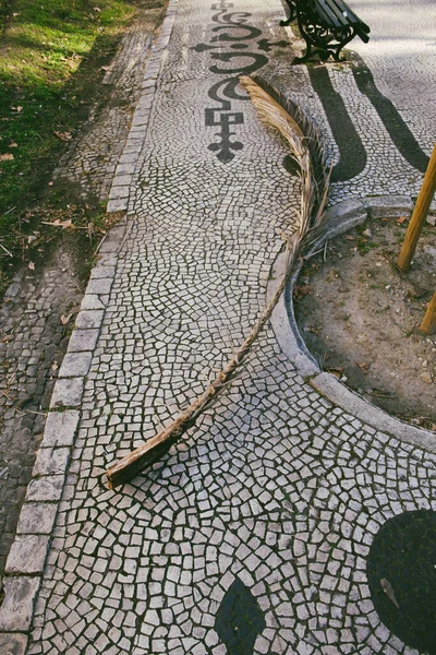 行人区鹅卵石路上的大棕榈枝 — 图库照片