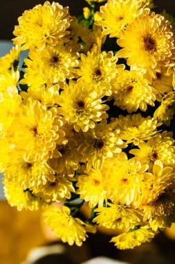 Yakın çekim makro taze kasımpatı sarı çiçeği.