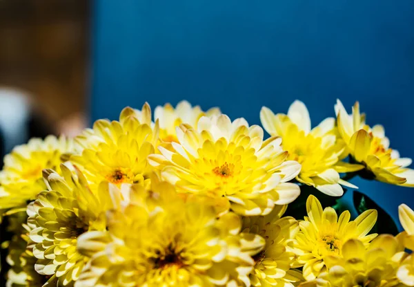 노랑 꽃의 신선 한 국화를 클로즈업 한 매크로 사진 — 스톡 사진