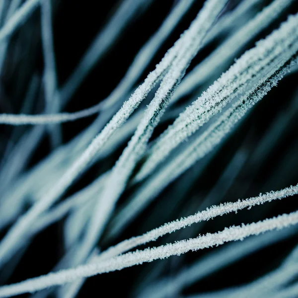 草に霜の氷 — ストック写真
