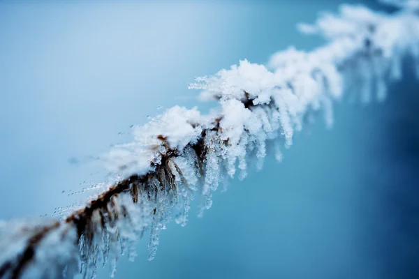 Frozen fir tree — Stock Photo, Image