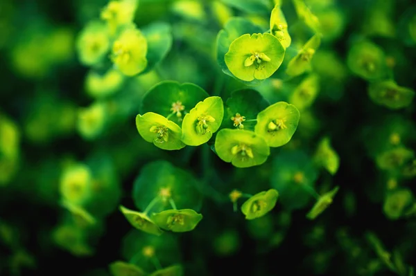Petite levendige groene verlaagt — Stockfoto
