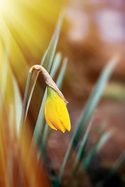 Luz solar sobre frágil flor narciso —  Fotos de Stock