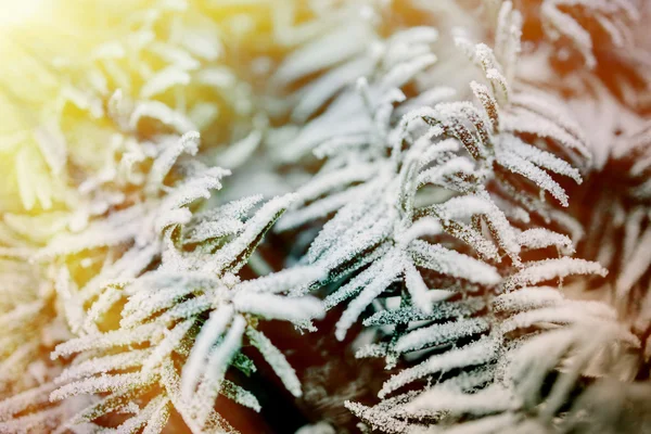 Morgonsolen över GranTree täckt med frost — Stockfoto