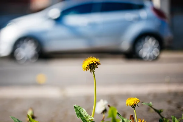 Dandelion closeup with hybrid car in the background ecology envi — Stock Photo, Image