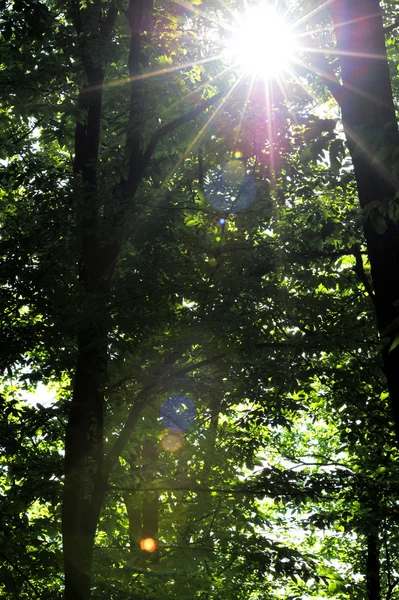 Güneş ışığı ağaçların arasından kırma — Stok fotoğraf