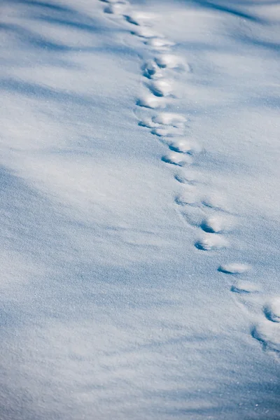 在积雪的森林中引导痕迹 — 图库照片