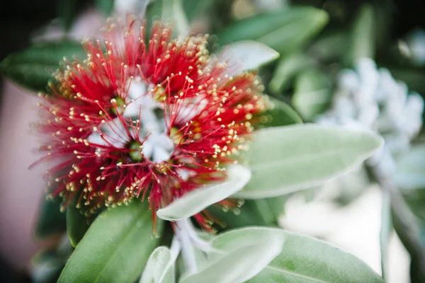 Czerwony kwiat kwitnący tropikalny — Zdjęcie stockowe