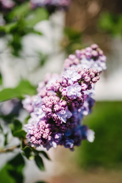 Yeşil park Syringa Vulgaris — Stok fotoğraf