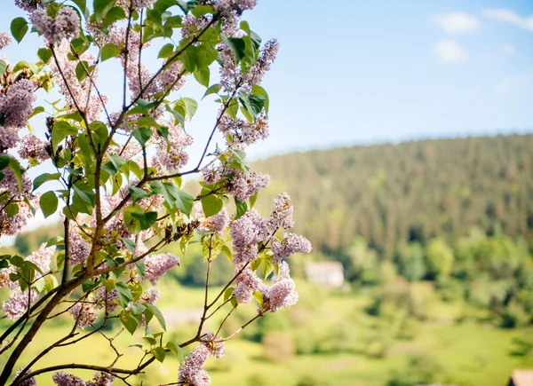 Arbusto de lilás em flor — Fotografia de Stock