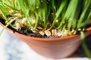 Kedi çimen ya da tencerede evde beslenen hayvan çimen