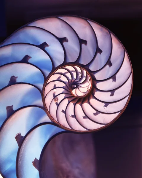 Corte de concha Nautilus sobre fondo mágico — Foto de Stock