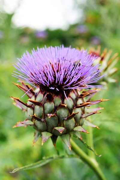 Verse artisjok bloem in veld tuin bio — Stockfoto