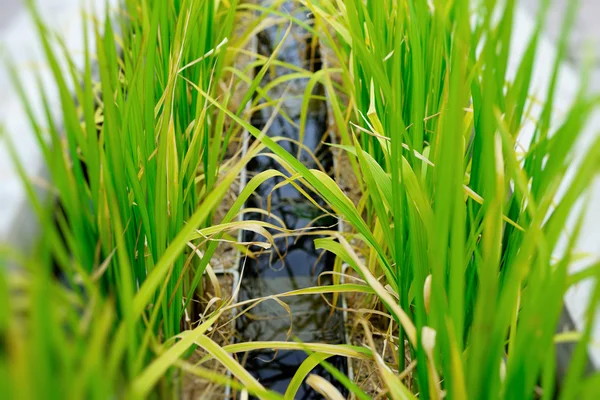 Groene rijstvelden — Stockfoto