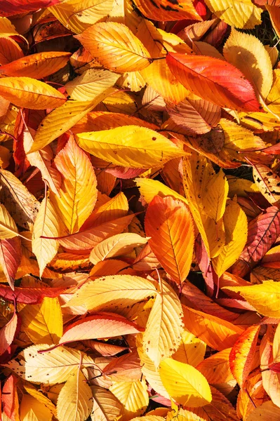 Feuilles jaunes automne feuille texture de fond — Photo