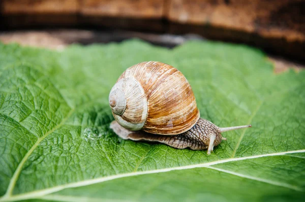 Caracol en el jardín en hoja verde — Foto de Stock