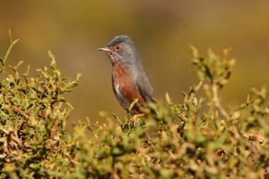 Curruca vahşi doğada veri açığa çıkarır