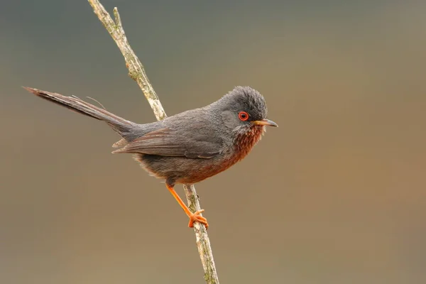 Curruca Disdati Natura — Foto Stock