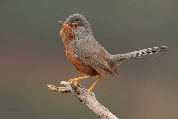 Curruca Undata Freier Wildbahn — Stockfoto