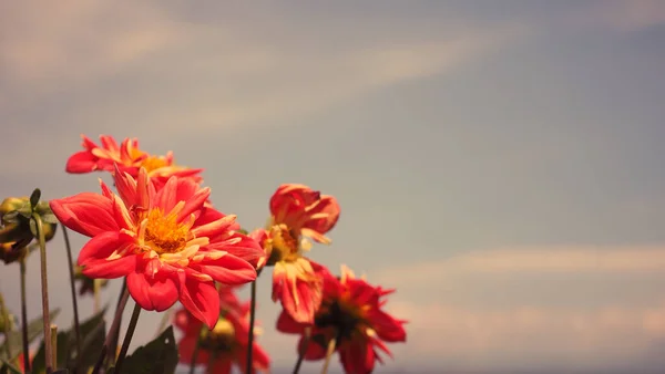 Close Images Red Color Dahlia Flowers Clear Light Blue Sky — Stock Photo, Image