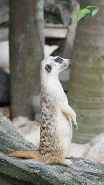 Meerkat Está Procura Algo Suricata Suricatta Predadores Selvagens Ambiente Natural — Fotografia de Stock
