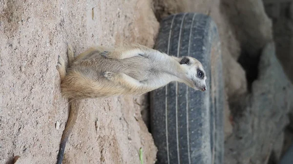 Meerkat Keres Valamit Suricata Suricatta Vadon Élő Ragadozók Természetes Környezetben — Stock Fotó