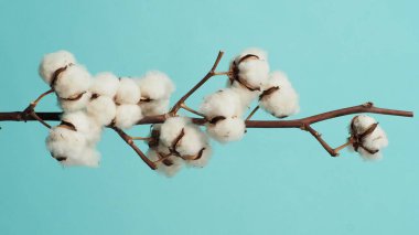 Pamuk dalı. Yumuşak ve nazik doğal beyaz pamuk topları mavi açık yeşil arka planda çiçek dalları oluşturur. Çiçek kompozisyonu. Japon tarzı asgari düzeyde. Doğa ve pamuk çiçeği kavramı.