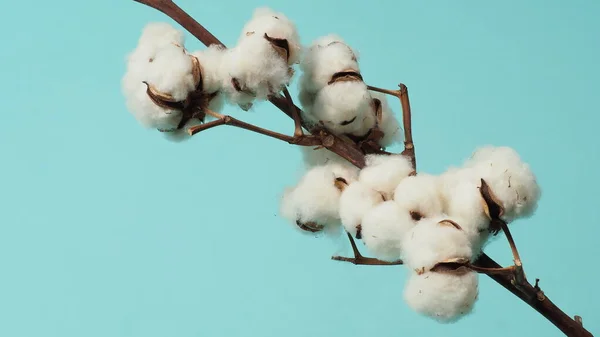 White dry cotton flowers and pads on light pink background Stock Photo -  Alamy