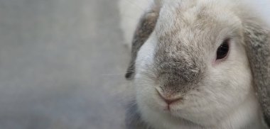 Beyaz renkli tavşan ya da tavşancık evdeki beton zeminde oturup oynuyor ve yanındaki tepside kuru arpa kamışı ve su var. Biraz pofuduk ve sevimli görünüyorlar. Kızlar için çok popüler. tavşan konsepti.