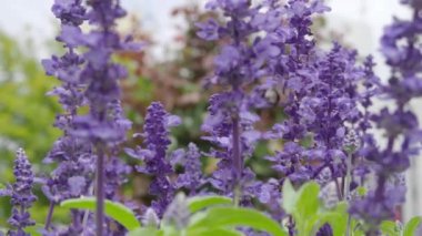Lavanta tarlasına yakın çekim. Açık ve renkli menekşe lavanta çiçekleri çiçek açıyor ve açık havada arı uçuşu ve mavi gökyüzü ile güzel kokuyor. Hakodate Hokkaido 'daki lavanta çiçekleri. Mor lavanta.