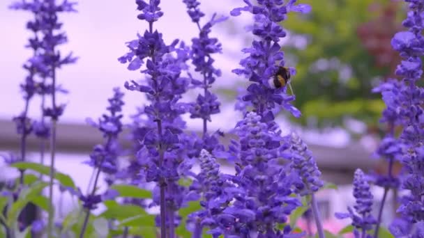 Lavendelfält Närbild Ljusa Och Färgstarka Violetta Lavendelblommor Blommar Och Doftar — Stockvideo