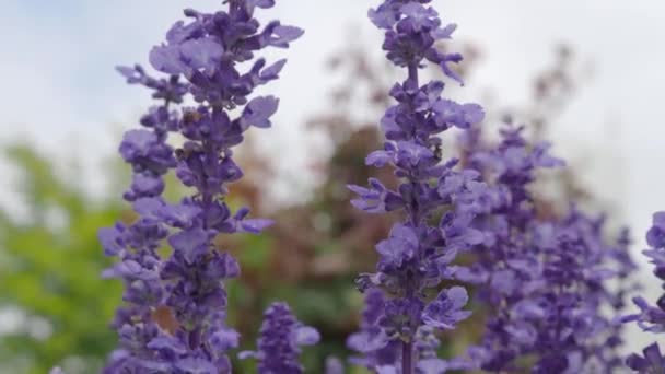 薰衣草场特写 色彩艳丽的紫丁香花朵绽放 芬芳芬芳 蜜蜂飞舞 蓝天在室外 花椰菜花在日本北海道的夏天 紫色薰衣草 — 图库视频影像
