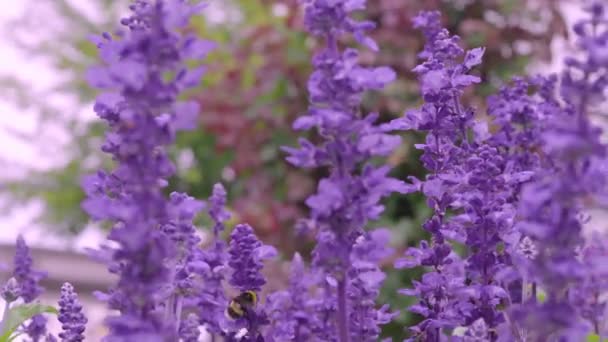 薰衣草场特写 色彩艳丽的紫丁香花朵绽放 芬芳芬芳 蜜蜂飞舞 蓝天在室外 花椰菜花在日本北海道的夏天 紫色薰衣草 — 图库视频影像