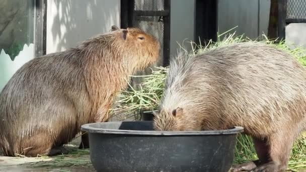 Hidup Capybara Capybaras Berjalan Dan Berenang Tubuh Berbentuk Babi Mereka — Stok Video