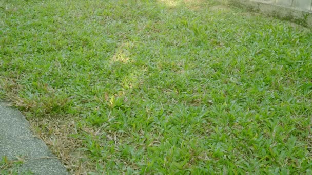 电动割草机私人院子里的人 有割草机 静态射击 园艺活动 在花园里用电动割草机割草 割草机修剪草坪 — 图库视频影像