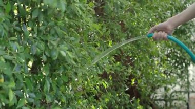 Ağacı suluyorum. Bahçedeki bitki ve ağaçları sulamak için hortumlu kadın bahçıvan. Kadın kolları su püskürtme hortumu kullanıyor. Lastik tüpten su enjekte edilmiş. Çiçeklerin bahçesini suluyorum..