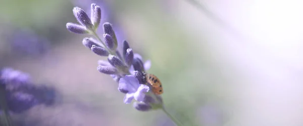 Lavender Flowers Japan Lavender Flowers Blooming Which Have Purple Color — Photo