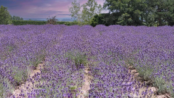 Lavender flowers in Japan. Lavender flowers blooming which have purple color and good fragrant for relaxing in summer season. Blooming Lavender at Furano North side of Hokkaido Japan.