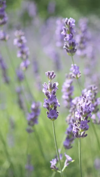 Flores Lavanda Japón Flores Lavanda Flor Que Tienen Color Púrpura —  Fotos de Stock