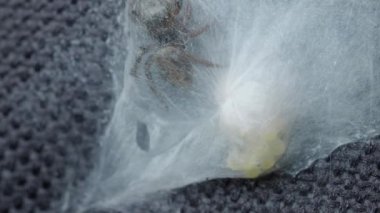 Spider web. Inside spider webs is like home which have spider eggs and spider mother. she taking. care of her eggs and watch out them from danger outside. Footage showing spider life. Animal concept.