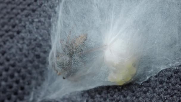 Spider Web Spider Webs Home Which Have Spider Eggs Spider — Stockvideo