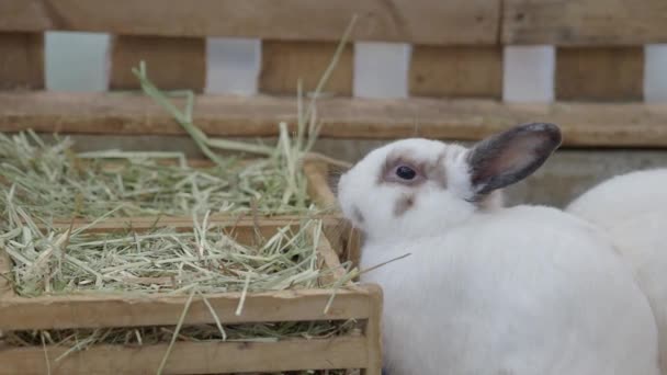 Conejo Conejo Sentado Jugando Suelo Casa Ven Poco Esponjosos Adorables — Vídeos de Stock