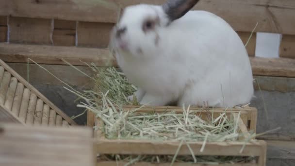 Kaninchen Oder Hase Sitzen Und Spielen Auf Dem Boden Haus — Stockvideo